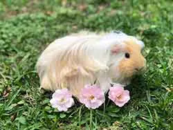 cobaya de pelo largo