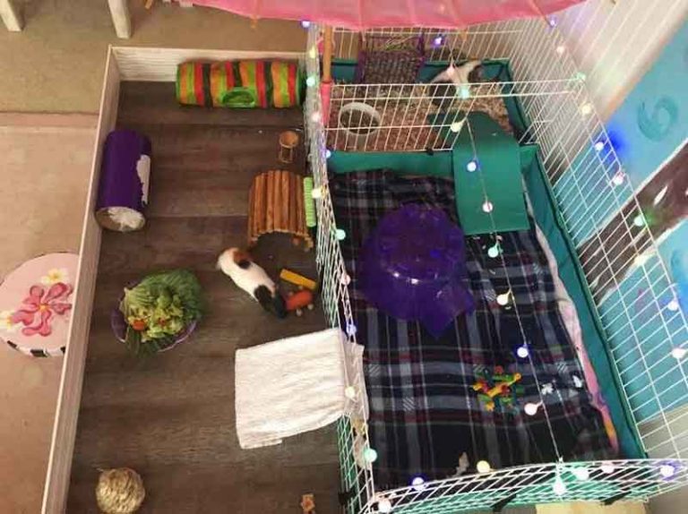 Jaulas para cobayas en amazon