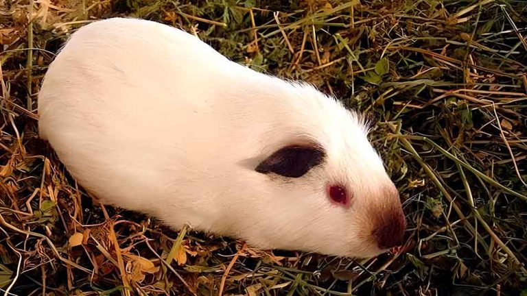 cobaya himalaya cuidados