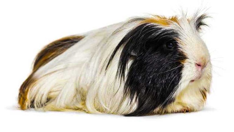 cobaya coronet cuidados