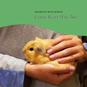 cuidados para cobayas