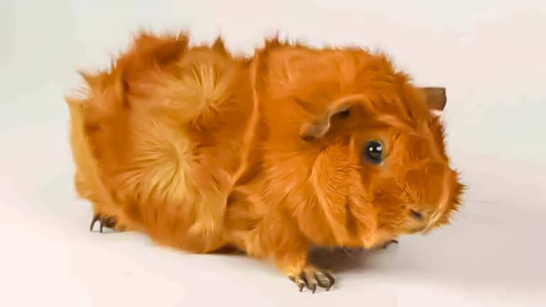 cobaya abisinio cuyo