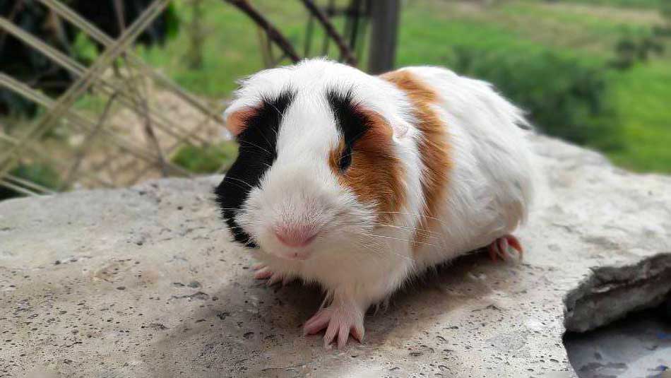 cobaya de pelo corto