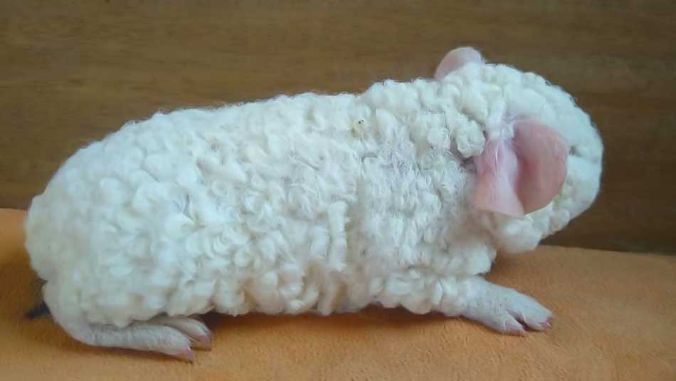cobaya de pelo rizado