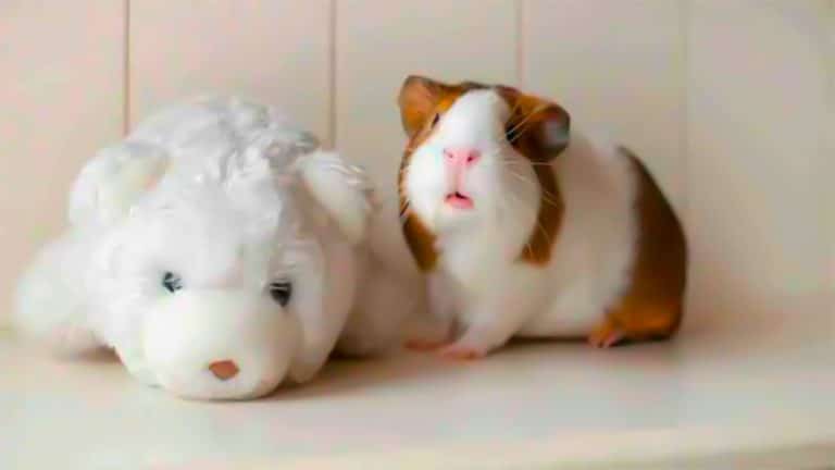 cobaya holandesa caracteristicas