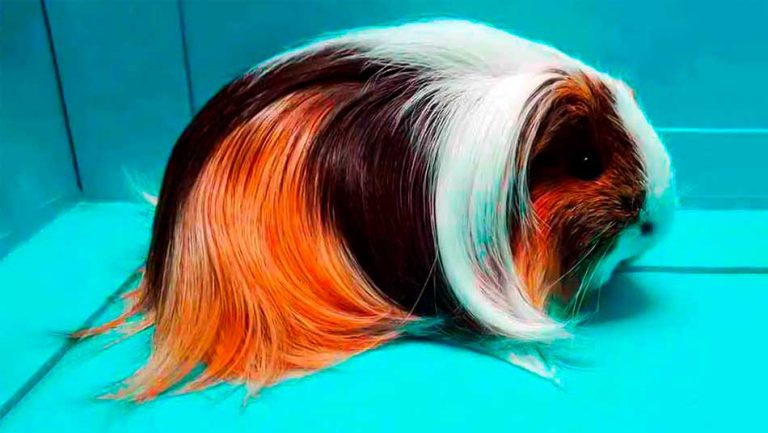 cobaya sheltie cuidados