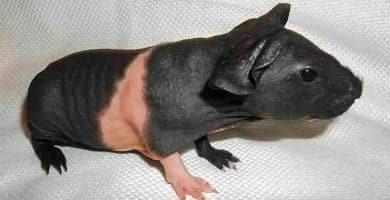 cobaya skinny sin pelo