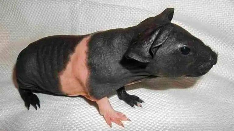 cobaya skinny sin pelo