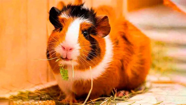 cobaya teddy de pelo corto