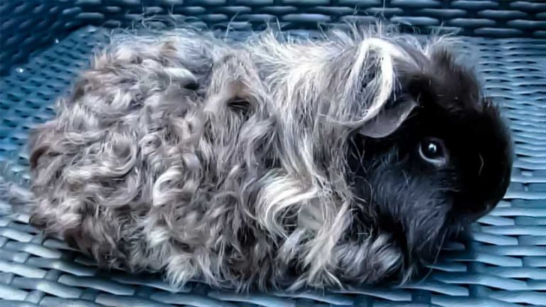 cobaya texel cuy texel