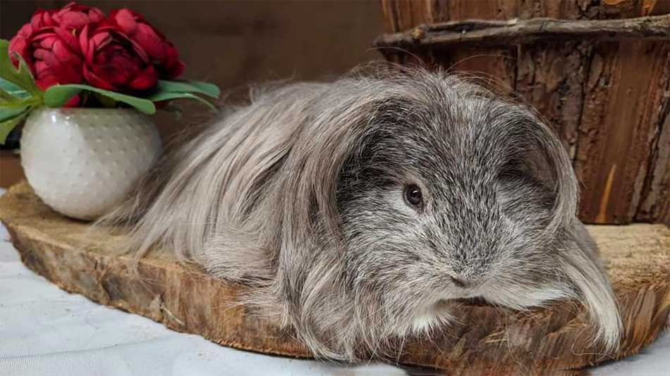 cobaya de pelo largo