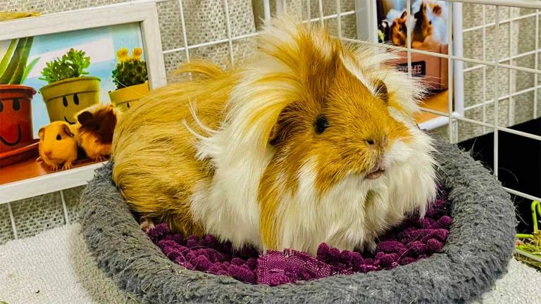 cobaya peruana de pelo largo